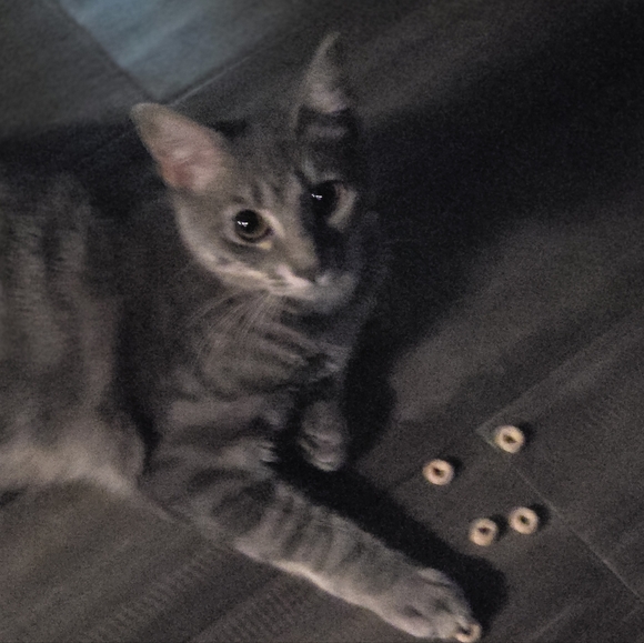 Meet your Posher, Lauren - Picture 8 of 11